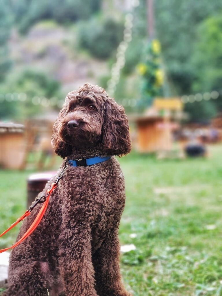 Bru